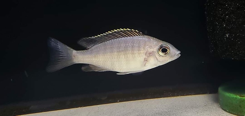 Placidochromis sp. 'jalo' Jalo Reef